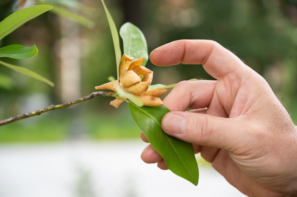 a hand holding a plant flower bud